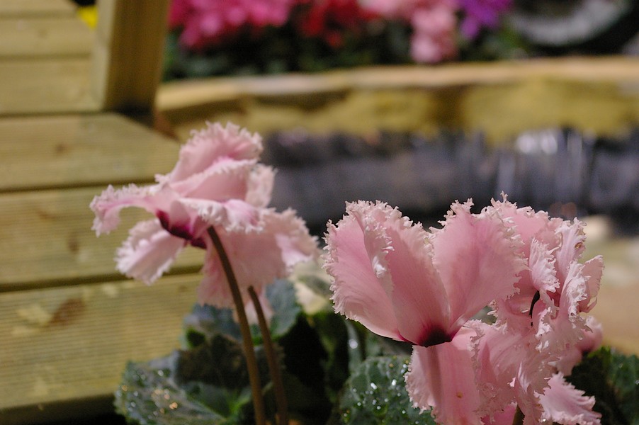 macro fleurs: macro fleurs 018